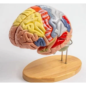 Renkli Beyin Modeli -Beyin Maketi, 4 Parça