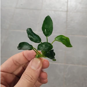 Anubias Nana Petite 4-6 Yaprak