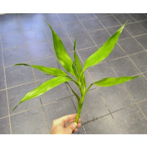 Dracaena Sanderiana (Şans Bambusu)