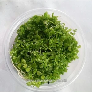 Monte Carlo In Vitro