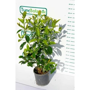KARTOPU LUCİDUM - 1 METRE ÇİT BİTKİSİ