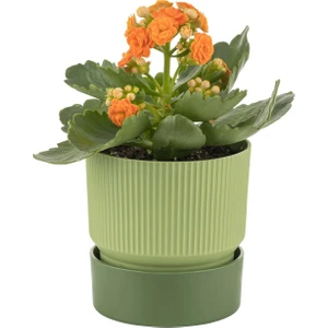 PetGrow Plastik İxora 13 Saksı