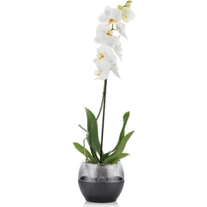 PetGrow Plastik Buule Orkide Saksı