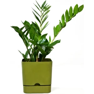 PetGrow Plastik Begonya Kare 16 Saksı
