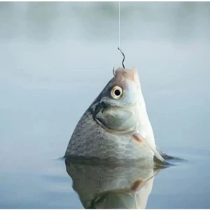 Balık Av Dünyası Balığın Ağzına Kendi Takılan Iğne - Balık Av Kancası