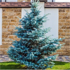 TNC Garden Groups Mavi Ladin (Picea Pungens Glauca) 2 Adet 100 cm
