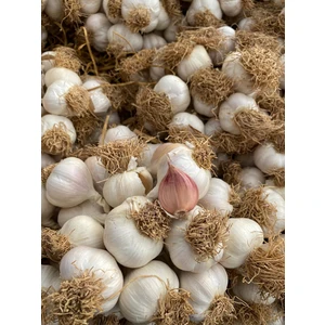 Kastamonu Sucukcusu Taşköprü Sarımsak 1kg