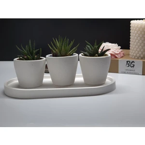Tepsili Sukulent Saksı Seti Tip-1