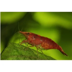 .kiraz Karides 10 Adet 1-2 cm