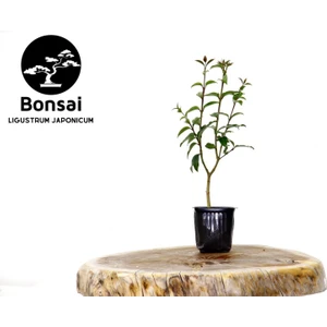Tunç Botanik Bonsai Ligustrum Japonicum - Hediyelik 25 - 30 cm