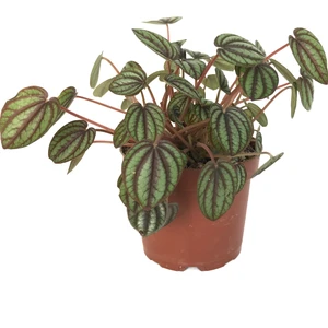 Peperomia Albovittata (Zümrüt Dalgası Çiçeği)