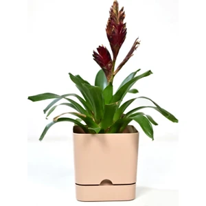 PetGrow Plastik Begonya Kare 16 Saksı