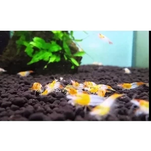 Rili Karides Turuncu 10 Ad 1-2 cm