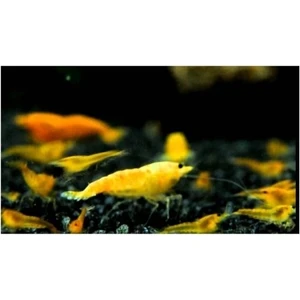 Turuncu Sakura Karides 10 Adet 0,5-1  cm