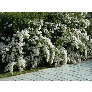 Ucuzluk Diyarı Ispirye Fidanı