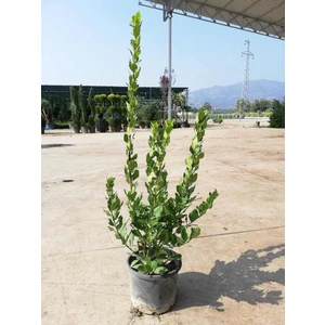 Ucuzluk Diyarı Defne Ağacı