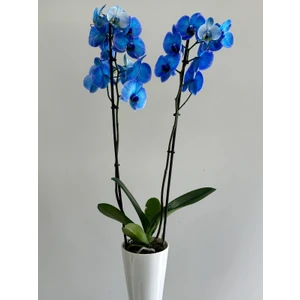 Gül Bahçesi Mavi Orkide Çift Dallı Phalaenopsis Canlı Çiçek