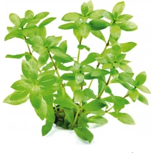 Zeytin 10 Kök Bakımı Kolay