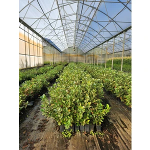 Aronya Fidanı 50-80 cm Boy (Saksıda Gönderim)