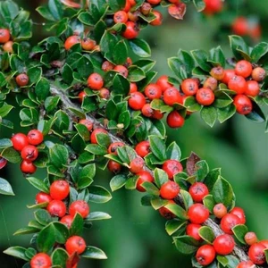 The Best Online Herdem Yeşil Dağ Muşmulası, Cotoneaster, Saksıda
