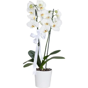 Beyaz Orkide Çift Dallı Phalaenopsis Canlı Çiçek