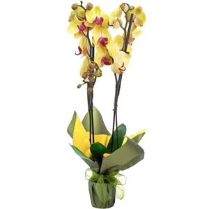 Sarı Orkide Çift Dallı Phalaenopsis Canlı Çiçek