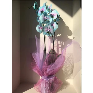 Mavi Pembe Orkide Çift Dallı Phalaenopsis Canlı Çiçek