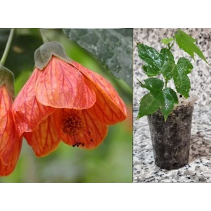 Damarlı Turuncu Güzelhatmi Çiçeği, Çin Çanı, Ağaç Küpesi, Abutilon Çiçeği, Bardakta Mini Fidan