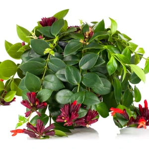 Ruj Çiçeği (Aeschynanthus) - Askılı Saksıda