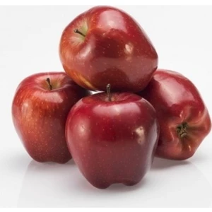 Kırmızı  Elma Fidanı  Açık Kök