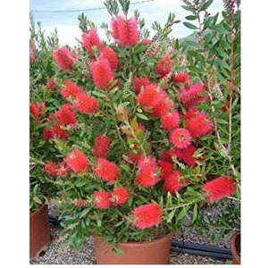 Tunç Botanik Fırça Çalısı Callistemon 3'lü