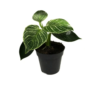 Philodendron Birkin