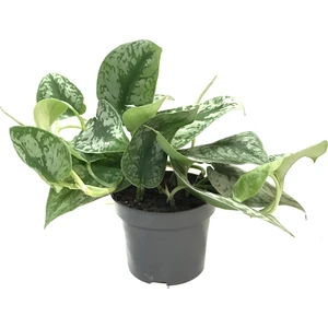 Scindapsus Pictus 'Exotica' (Potos Sarmaşığı)