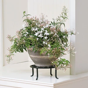 Jasminum Polyanthum – Çin Yasemini