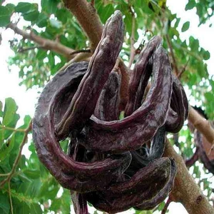 Tunç Yöresel Keçiboynuzu 4 kg