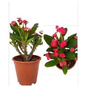 Büyük Dikenler Tacı Milli Dikenler Tacı 30 50 cm