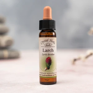 Bach Çiçekleri Larch Karaçam