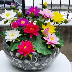 10 Adet Tohum Karışık Renkli Japon Lotus Su Çiçeği Kase Lotus Tohumu Sınırlı Stokta