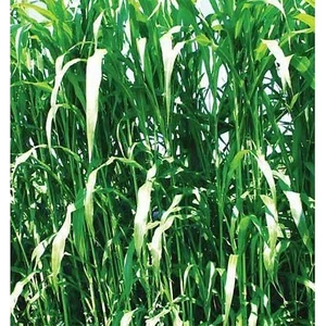 Sorgum Sudan Otu Aneto