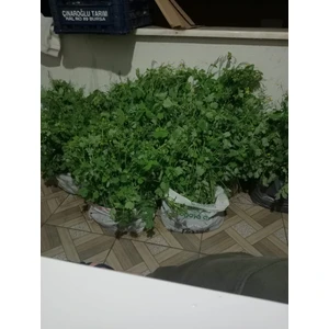 Tüplü Kırlangıç Otu Fidanı(Küçük Boy)