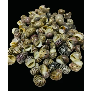 Gerçek Deniz Kabukları - (  50 Gram )