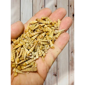 Gerçek Deniz Kabuğu Mini Turitella - 30GR