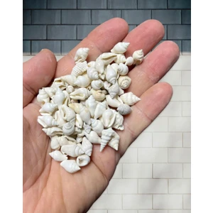 100 Adet Dekoratif Minyatür Gerçek Deniz Kabukları