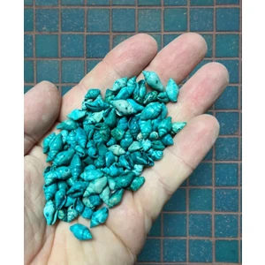 100 Adet Dekoratif Minyatür Gerçek Deniz Kabukları