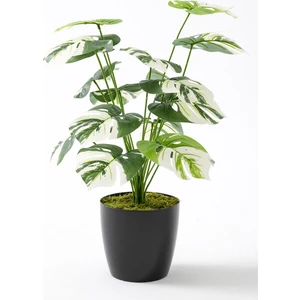 Yapay Salon Köşe Çiçeği Devetabanı Beyaz 65  cm