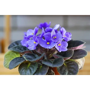 Thebestonline Mavi Afrika Menekşesi