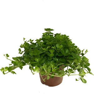 Peperomia Rotundifolia