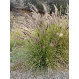Tunç Botanik PENNİSETUM OTSU BİTKİ 3 ADET