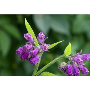 Tunç Botanik Karakafes Otu Fidesi 5 Adet - Symphytum Officinale