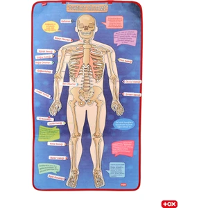 Iskelet Sistemi Keçe Duvar Panosu
